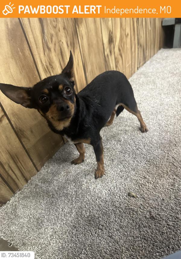 Surrendered Female Dog last seen E nickell ave, Independence, MO 64050