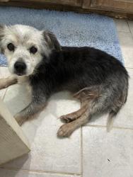 Found/Stray Male Dog last seen Clinton and Brawley, Fresno, CA 93722