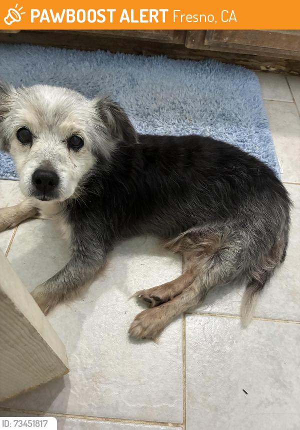 Found/Stray Male Dog last seen Clinton and Brawley, Fresno, CA 93722