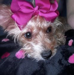 Reunited Female Dog last seen Folsom street, Mims, FL 32754