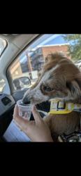 Shelter Stray Female Dog last seen Near BLOCK BLUEGRASS AVE, 3528 Newburg Rd, Louisville, KY 40218, USA