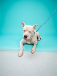 Shelter Stray Male Dog last seen Near BLOCK CLEVELNAD RD, 2020 Forest St, Jacksonville, FL 32204, USA