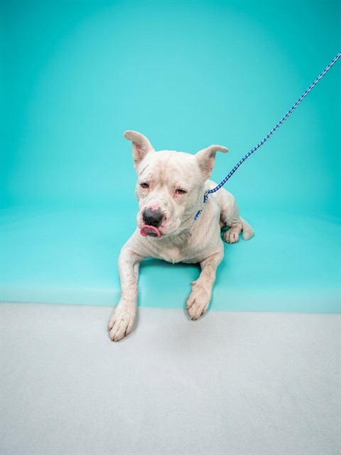 Shelter Stray Male Dog last seen Near BLOCK CLEVELNAD RD, 2020 Forest St, Jacksonville, FL 32204, USA