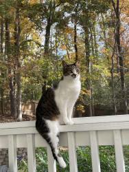 Reunited Female Cat last seen East Bank Dr. and Timber Ridge Rd., Marietta, GA 30068