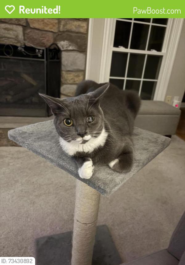Reunited Female Cat last seen Lexington Ct $ Amelia Dr, Fredericksburg, VA 22408