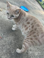 Found/Stray Unknown Cat last seen Taylor Rd, Greer, SC 29651