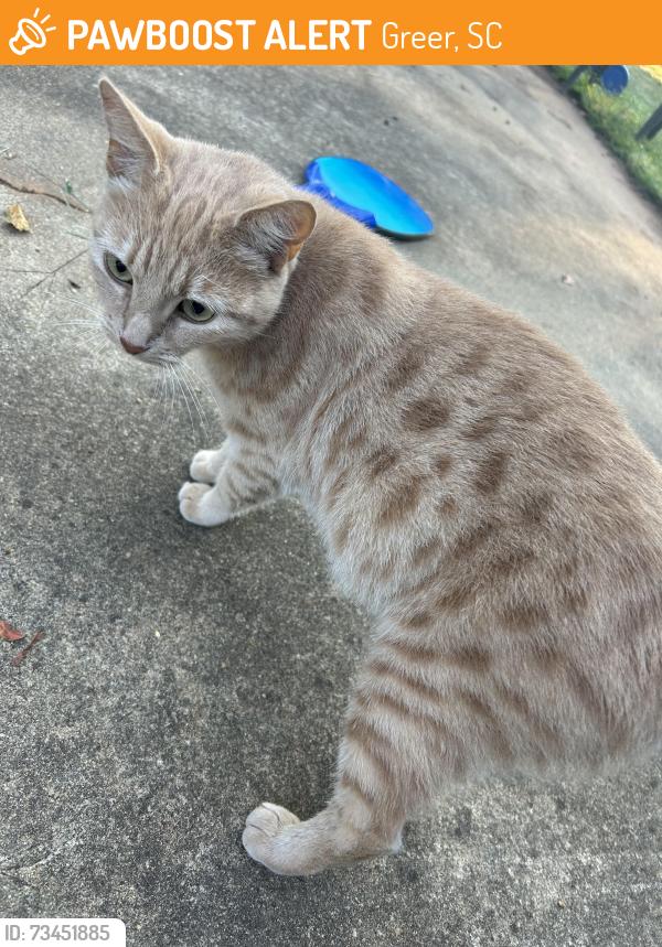 Found/Stray Unknown Cat last seen Taylor Rd, Greer, SC 29651