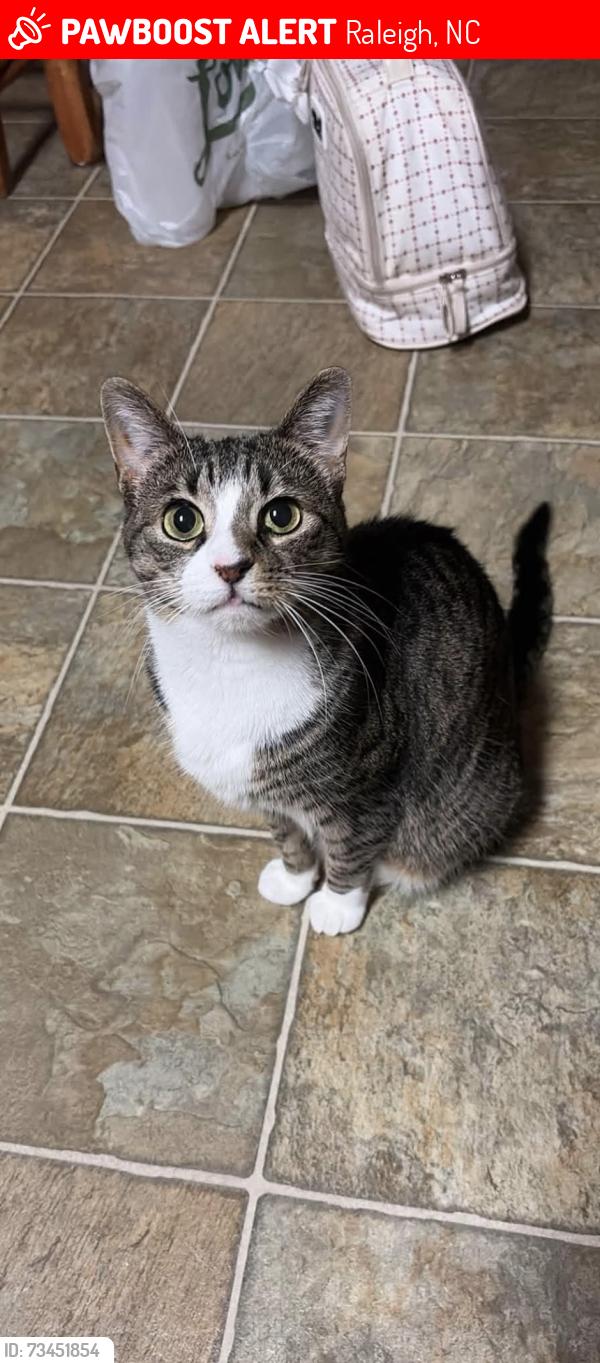 Lost Female Cat last seen Near Singleleaf Lane, Raleigh, North Carolina 27616, US, Raleigh, NC 27616