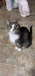 Lost Female Cat last seen Near Singleleaf Lane, Raleigh, North Carolina 27616, US, Raleigh, NC 27616