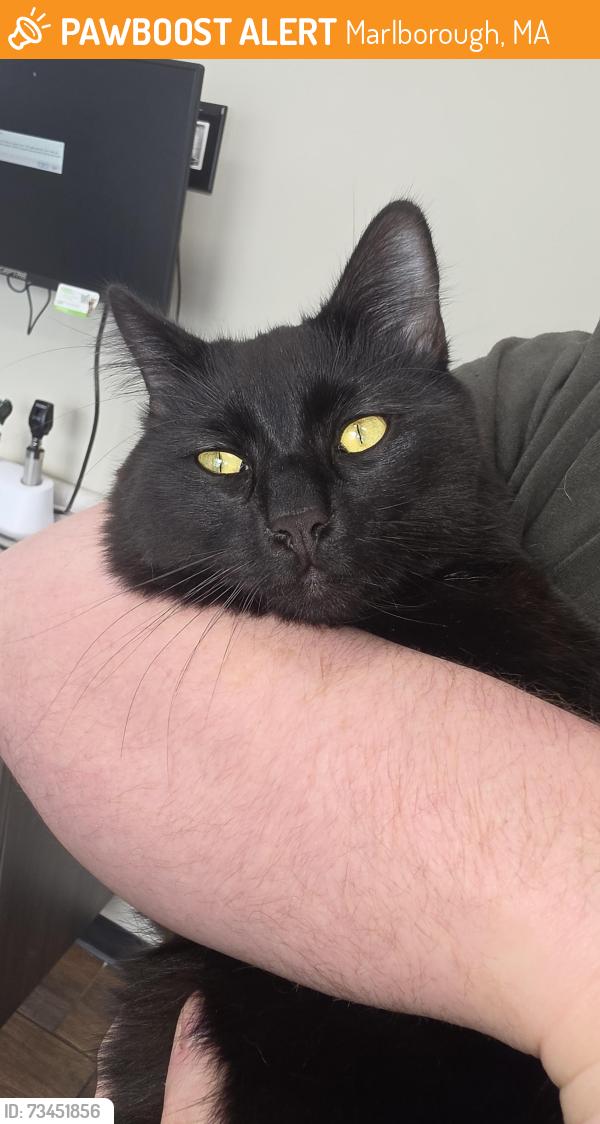 Found/Stray Male Cat last seen South main st and beach. Near mobil gas station, Marlborough, MA 01752