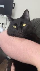 Found/Stray Male Cat last seen South main st and beach. Near mobil gas station, Marlborough, MA 01752