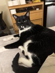 Lost Male Cat last seen Federal blvd, Westminster, CO 80030