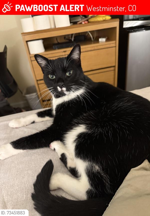 Lost Male Cat last seen Federal blvd, Westminster, CO 80030