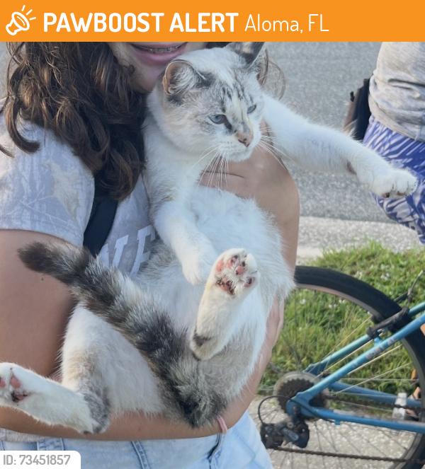 Found/Stray Unknown Cat last seen Grove and Tangerine 32792, Aloma, FL 32792