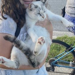 Found/Stray Unknown Cat last seen Grove and Tangerine 32792, Aloma, FL 32792