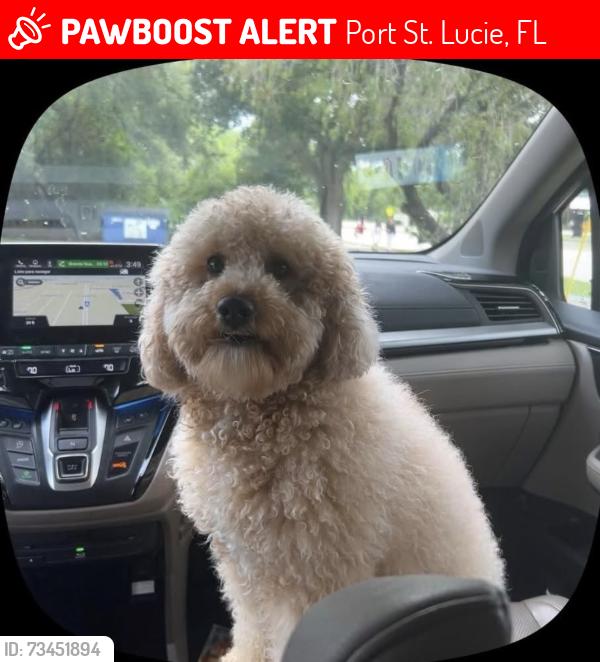 Lost Male Dog last seen Near Mariposa Avenue, Port St. Lucie, FL 34952