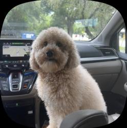Lost Male Dog last seen Near Mariposa Avenue, Port St. Lucie, FL 34952