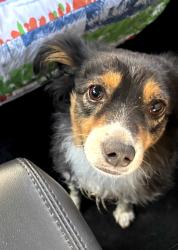 Found/Stray Male Dog last seen 41st place and Acoma, Phoenix, AZ 85032