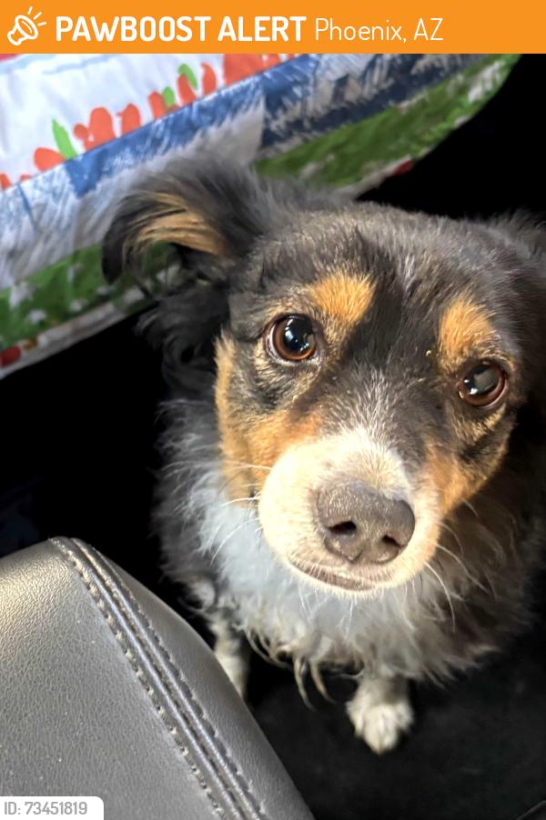 Found/Stray Male Dog last seen 41st place and Acoma, Phoenix, AZ 85032