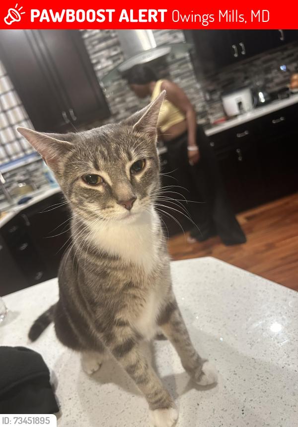 Lost Female Cat last seen Church road, Owings Mills, MD 21117