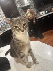 Lost Female Cat last seen Church road, Owings Mills, MD 21117