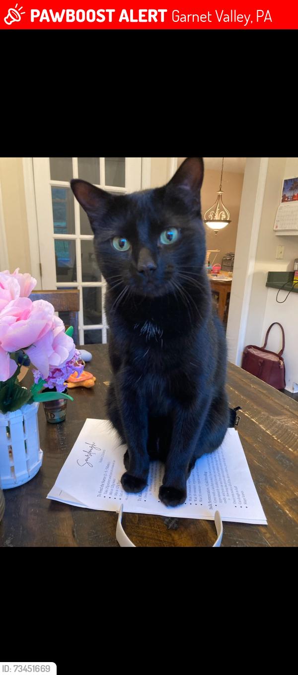Lost Male Cat last seen Robert burns and Eleanor circle, Aston, Garnet Valley, PA 19014