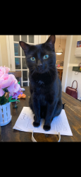 Lost Male Cat last seen Robert burns and Eleanor circle, Aston, Garnet Valley, PA 19014