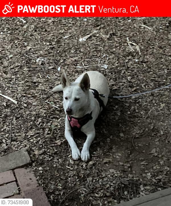Lost Female Dog last seen Telegraph, Ventura, CA 93003