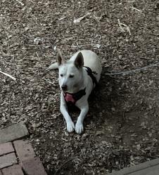 Lost Female Dog last seen Telegraph, Ventura, CA 93003