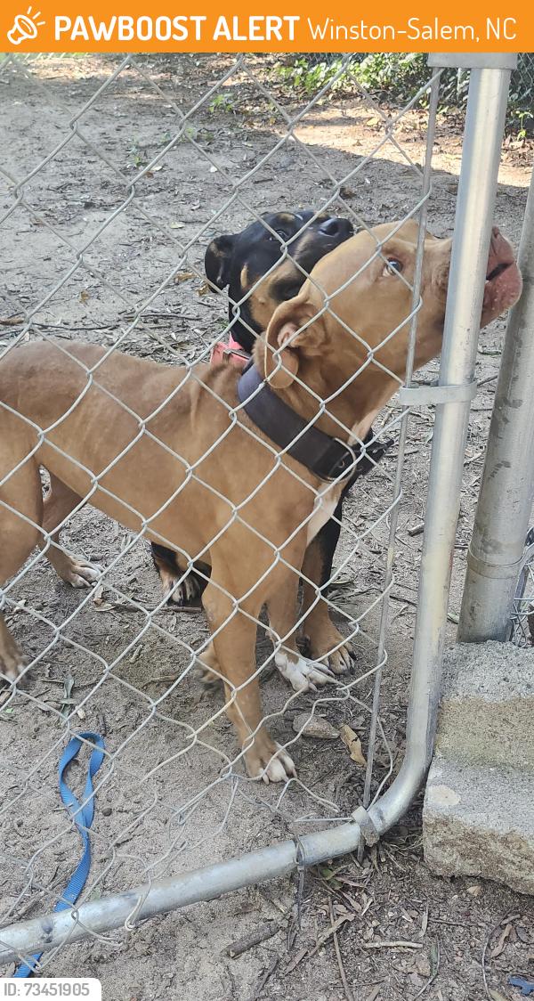 Found/Stray Male Dog last seen Sprague st, Winston-Salem, NC 27107