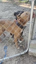 Found/Stray Male Dog last seen Sprague st, Winston-Salem, NC 27107