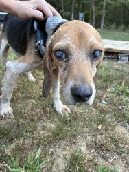 Found/Stray Male Dog last seen Yager Road, Moscow, TN 38057