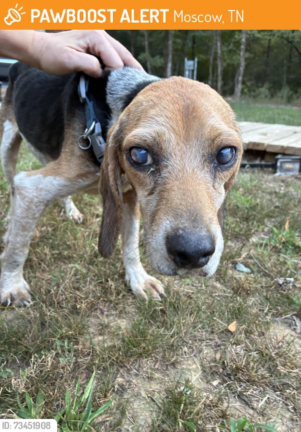 Found/Stray Male Dog last seen Yager Road, Moscow, TN 38057