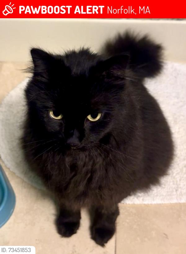 Lost Male Cat last seen Near Chickadee Drive and Ridge Road, Norfolk, MA 02056