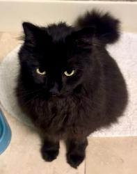 Lost Male Cat last seen Near Chickadee Drive and Ridge Road, Norfolk, MA 02056