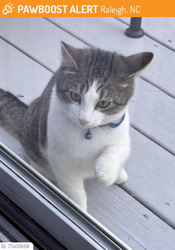 Found/Stray Unknown Cat last seen Entrance to Neuse Crossing off of Mitchel Mill, Raleigh, NC 27616