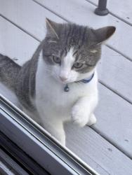 Found/Stray Unknown Cat last seen Entrance to Neuse Crossing off of Mitchel Mill, Raleigh, NC 27616
