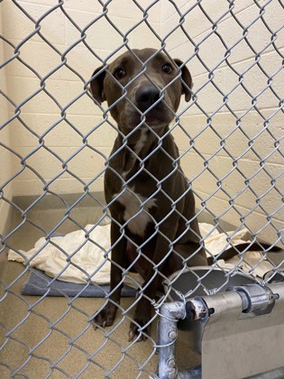 Shelter Stray Male Dog last seen Near 21st Lane, IRC AC, FL, 6230 77th St, Vero Beach, FL 32967, USA