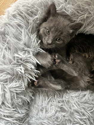 Shelter Stray Female Cat last seen Near Ponce Del Leon Cir, IRC AC, FL, 6230 77th St, Vero Beach, FL 32967, USA
