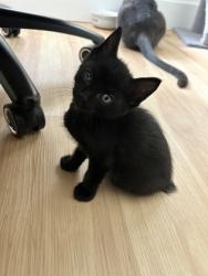 Shelter Stray Male Cat last seen Near Ponce De Leon Cir, IRC AC, FL, 6230 77th St, Vero Beach, FL 32967, USA