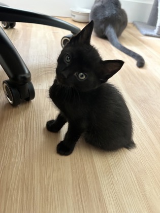Shelter Stray Male Cat last seen Near Ponce De Leon Cir, IRC AC, FL, 6230 77th St, Vero Beach, FL 32967, USA