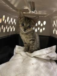 Shelter Stray Female Cat last seen she found in her yard, Vero Beach, FL, 6230 77th St, Vero Beach, FL 32967, USA