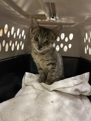 Shelter Stray Female Cat last seen she found in her yard, Vero Beach, FL, 6230 77th St, Vero Beach, FL 32967, USA