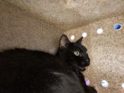 Shelter Stray Male Cat last seen Near 19th Ave, IRC AC, FL, 6230 77th St, Vero Beach, FL 32967, USA