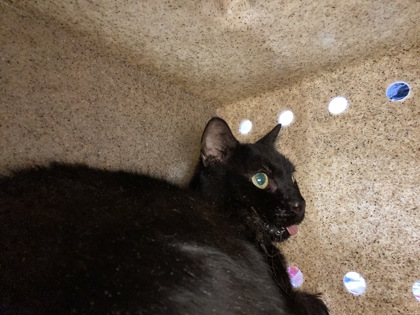 Shelter Stray Male Cat last seen Near 19th Ave, IRC AC, FL, 6230 77th St, Vero Beach, FL 32967, USA
