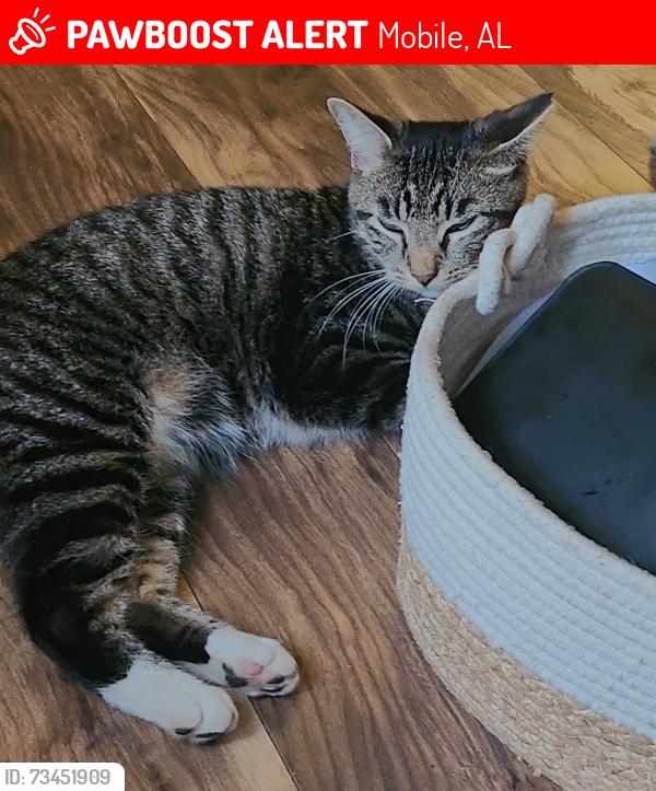 Lost Male Cat last seen Jamestowne cndmniums across from Fonde Elementary, Mobile, AL 36609