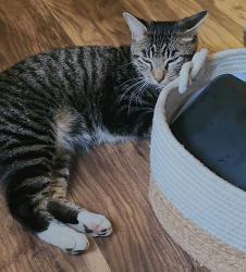 Lost Male Cat last seen Jamestowne cndmniums across from Fonde Elementary, Mobile, AL 36609