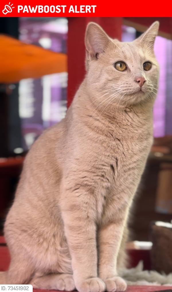 Lost Male Cat last seen Sullivan rd, Twentynine Palms, CA 92277