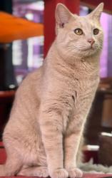 Lost Male Cat last seen Sullivan rd, Twentynine Palms, CA 92277