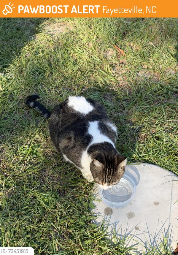 Found/Stray Female Cat last seen Bailey lake rd, Fayetteville, NC 28304